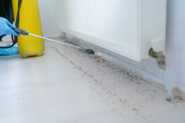 Best Termite Control Services  in Kohler, WI